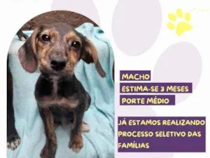 Cachorro raça SRD-ViraLata idade 2 a 6 meses nome Olaf