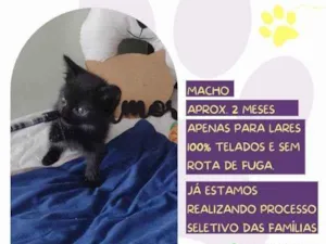 Gato raça SRD-ViraLata idade 2 a 6 meses nome Daryl