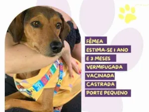 Cachorro raça SRD-ViraLata idade 1 ano nome Belinha