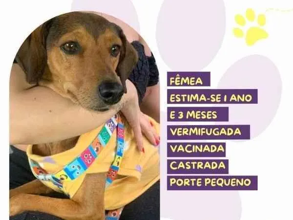 Cachorro ra a SRD-ViraLata idade 1 ano nome Belinha