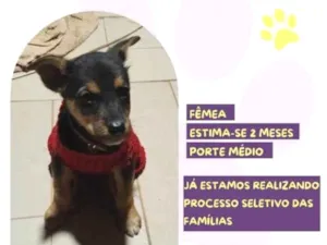 Cachorro raça SRD-ViraLata idade 2 a 6 meses nome Ivy