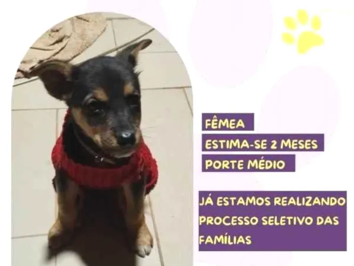 Cachorro ra a SRD-ViraLata idade 2 a 6 meses nome Ivy