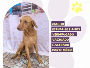 Cachorro raça SRD-ViraLata idade 1 ano nome Principe