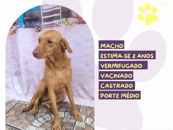 Cachorro ra a SRD-ViraLata idade 1 ano nome Principe