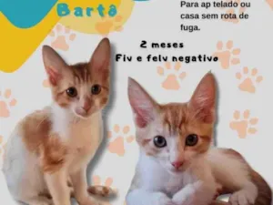 Gato raça SRD-ViraLata idade 2 a 6 meses nome Bartô