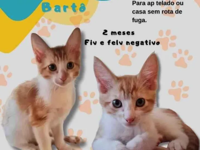 Gato ra a SRD-ViraLata idade 2 a 6 meses nome Bartô