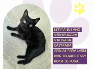 Gato raça SRD-ViraLata idade 1 ano nome Lili