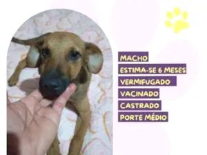 Cachorro raça SRD-ViraLata idade 1 ano nome Gustavo