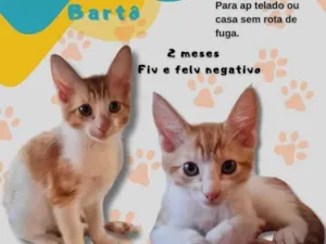 Gato raça SRD-ViraLata idade 2 a 6 meses nome Bento