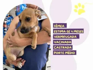 Cachorro raça SRD-ViraLata idade 2 a 6 meses nome Pacoca