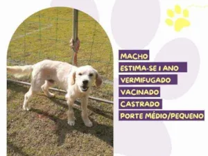 Cachorro raça SRD-ViraLata idade 1 ano nome Snow