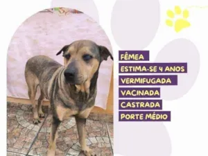 Cachorro raça SRD-ViraLata idade 1 ano nome Luz