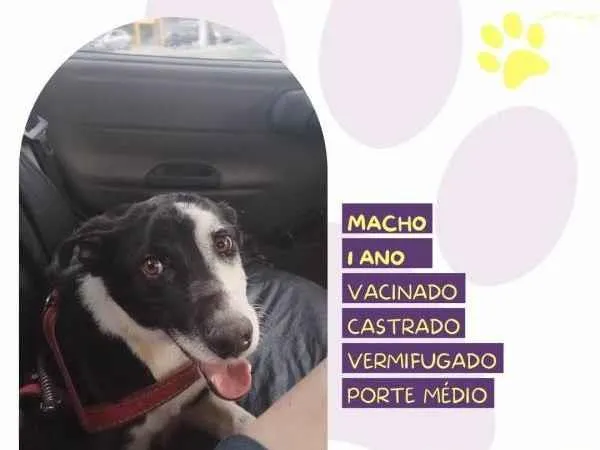 Cachorro ra a SRD-ViraLata idade 1 ano nome Zeus