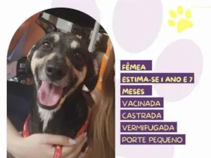 Cachorro raça SRD-ViraLata idade 1 ano nome Nina