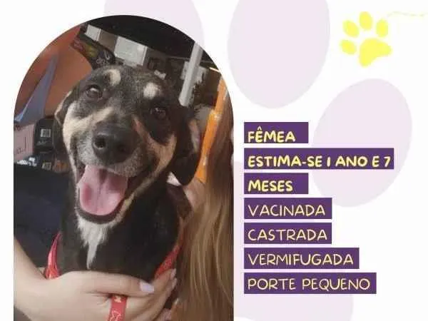 Cachorro ra a SRD-ViraLata idade 1 ano nome Nina