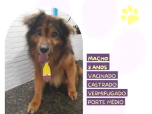 Cachorro raça SRD-ViraLata idade 1 ano nome Jeremias