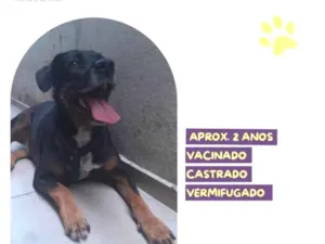 Cachorro raça SRD-ViraLata idade 1 ano nome Gigante Emilio