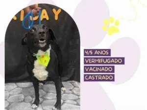 Cachorro raça SRD-ViraLata idade 1 ano nome Negao