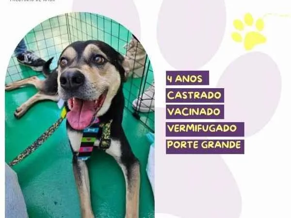 Cachorro ra a SRD-ViraLata idade 1 ano nome Zeca