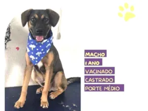 Cachorro raça SRD-ViraLata idade 1 ano nome Duquesinho