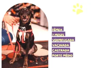 Cachorro raça SRD-ViraLata idade 1 ano nome Any