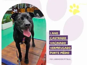 Cachorro raça SRD-ViraLata idade 1 ano nome Leo