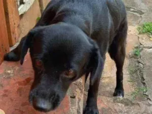 Cachorro raça SRD-ViraLata idade 6 ou mais anos nome Alasca