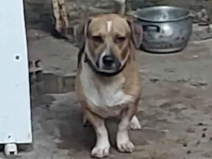 Cachorro raça SRD-ViraLata idade 3 anos nome Scooby