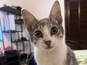 Gato raça SRD-ViraLata idade 2 a 6 meses nome Zeca