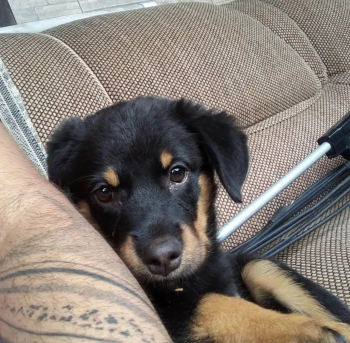 Cachorro ra a Rottweiler idade 2 a 6 meses nome Odara