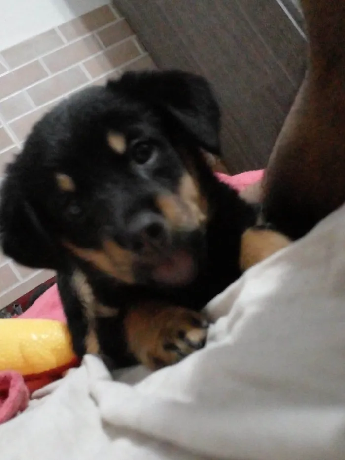 Cachorro ra a Rottweiler idade 2 a 6 meses nome Odara