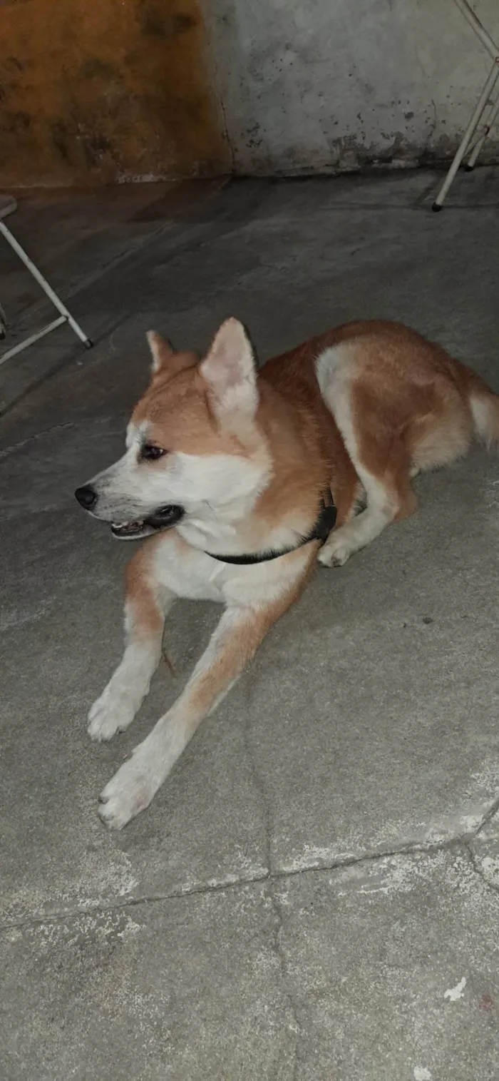 Cachorro ra a Akita Inu idade 4 anos nome Camy