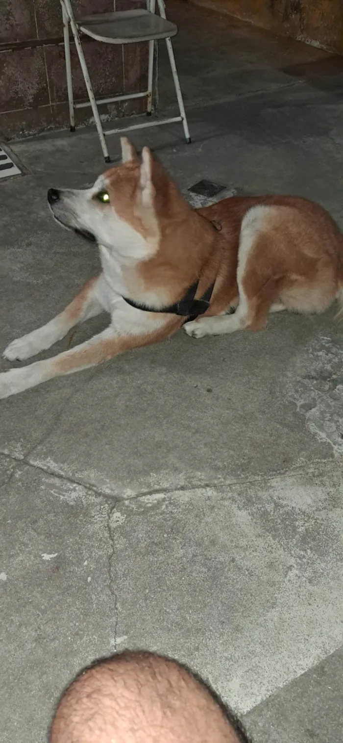 Cachorro ra a Akita Inu idade 4 anos nome Camy