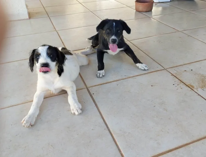 Cachorro ra a SRD-ViraLata idade Abaixo de 2 meses nome sem nome