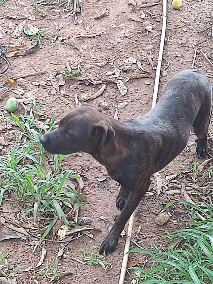 Cachorro ra a Pit-Bull idade 2 anos nome Não sei o nome