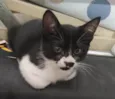 Filhote frajola com pintinha