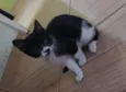 Filhote frajola com pintinha