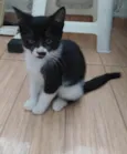 Filhote frajola com pintinha