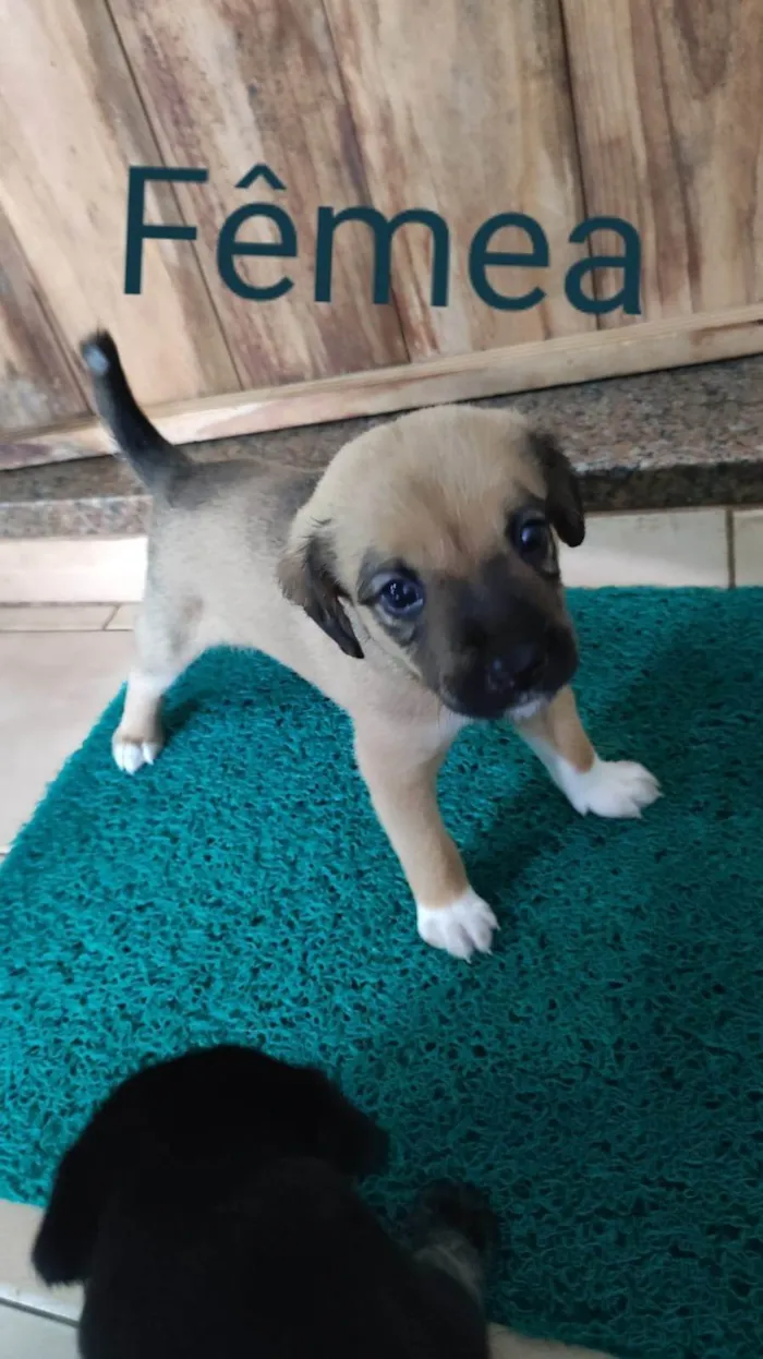 Cachorro ra a SRD-ViraLata idade Abaixo de 2 meses nome Sem nome