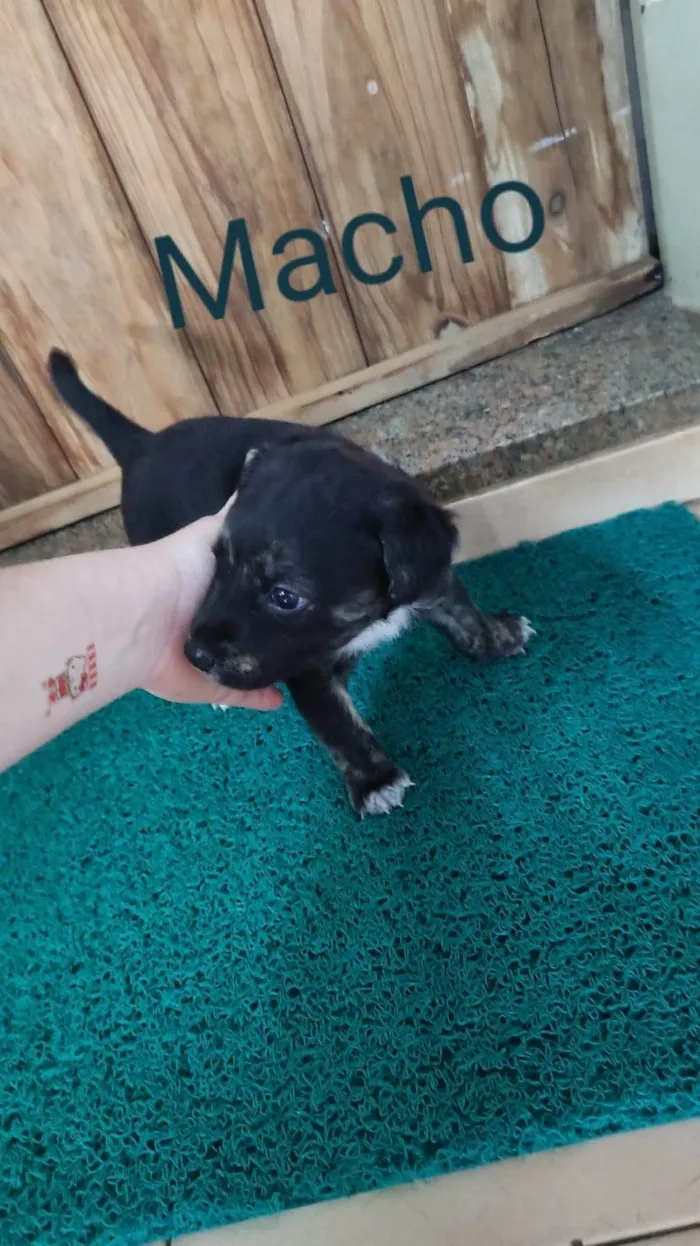 Cachorro ra a SRD-ViraLata idade Abaixo de 2 meses nome Sem nome