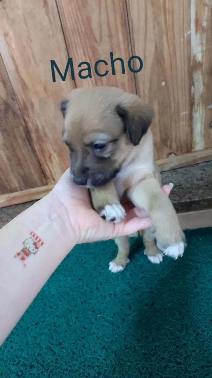 Cachorro ra a SRD-ViraLata idade Abaixo de 2 meses nome Sem nome