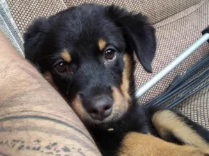 Cachorro raça Rottweiler idade 2 a 6 meses nome Odara