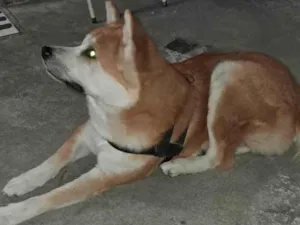 Cachorro raça Akita Inu idade 4 anos nome Camy