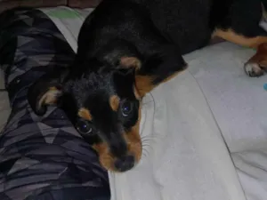 Cachorro raça SRD-ViraLata idade 2 a 6 meses nome Amora