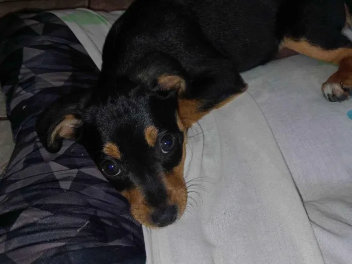 Cachorro ra a SRD-ViraLata idade 2 a 6 meses nome Amora