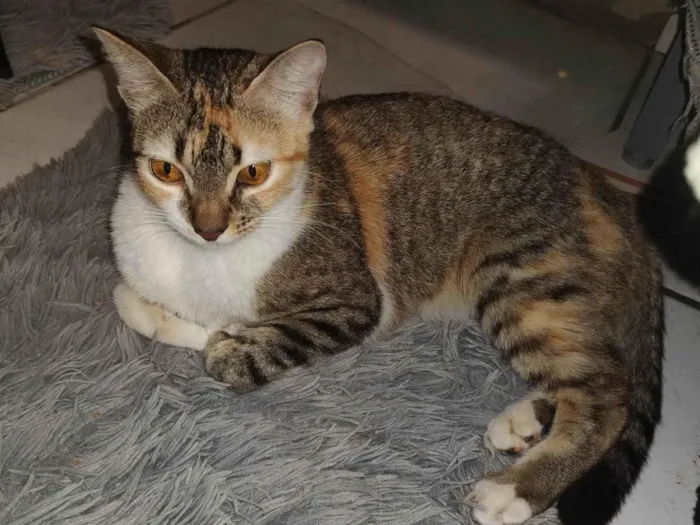 Gato ra a SRD-ViraLata idade 7 a 11 meses nome Odora 