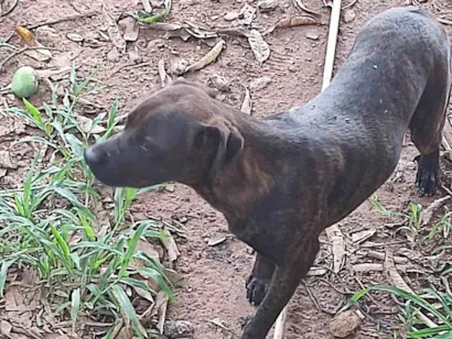 Cachorro raça Pit-Bull idade 2 anos nome Não sei o nome