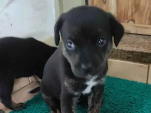 Cachorro raça SRD-ViraLata idade Abaixo de 2 meses nome Sem nome