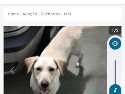 Cachorro raça Labrador idade 7 a 11 meses nome Alexandre Lauri