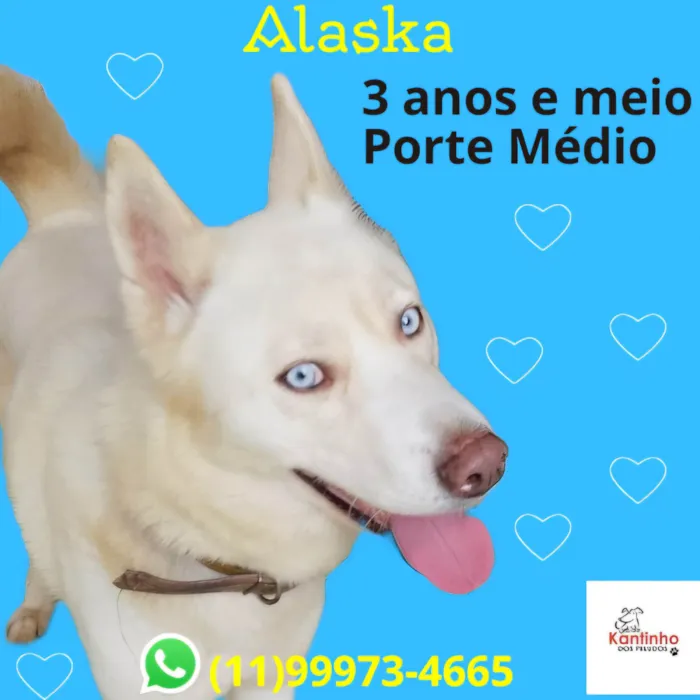 Cachorro ra a SRD-ViraLata idade 2 a 6 meses nome Olaf